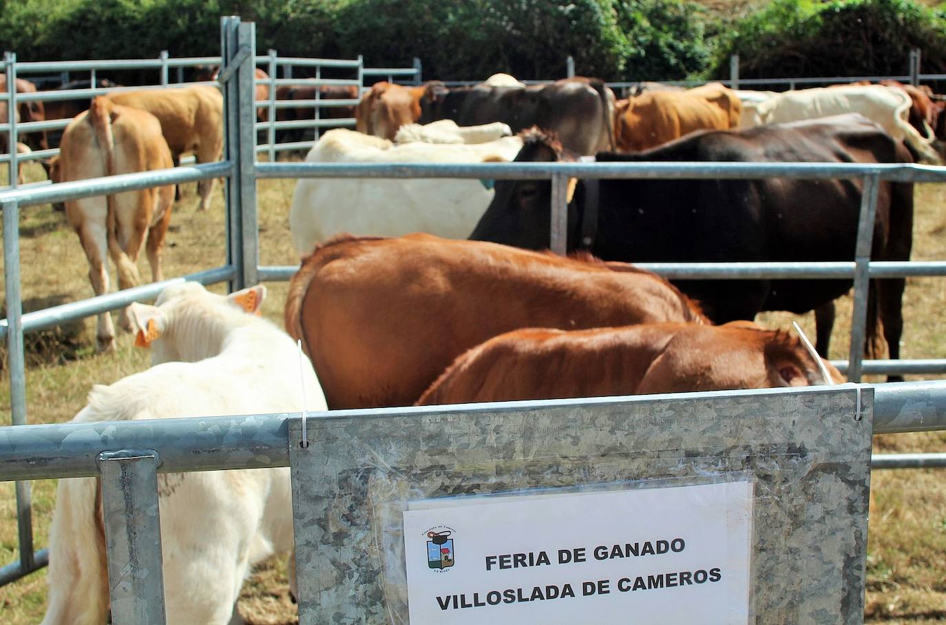 Fotos: Las imágenes de la feria ganadera de Villoslada