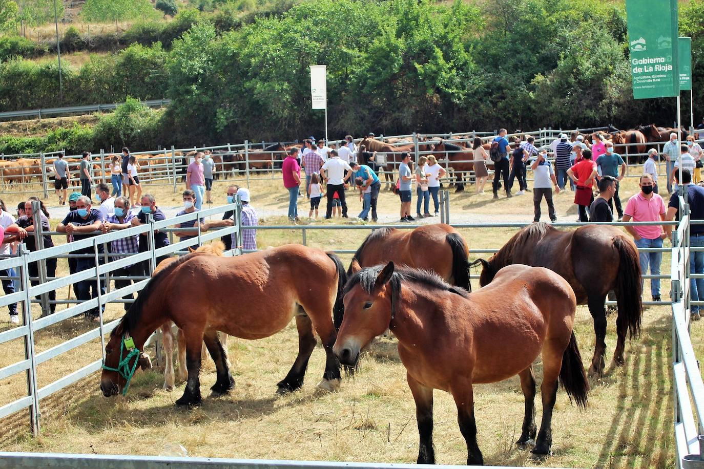 Fotos: Las imágenes de la feria ganadera de Villoslada