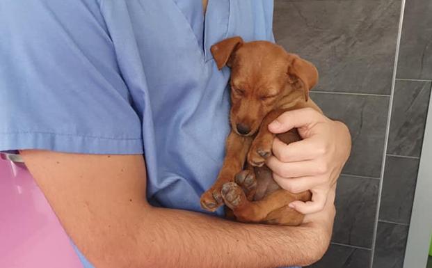 Imagen principal - Un vecino de Arnedo, imputado por dar puñetazos a un cachorro de dos meses