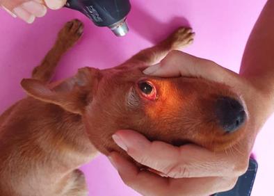 Imagen secundaria 1 - Un vecino de Arnedo, imputado por dar puñetazos a un cachorro de dos meses