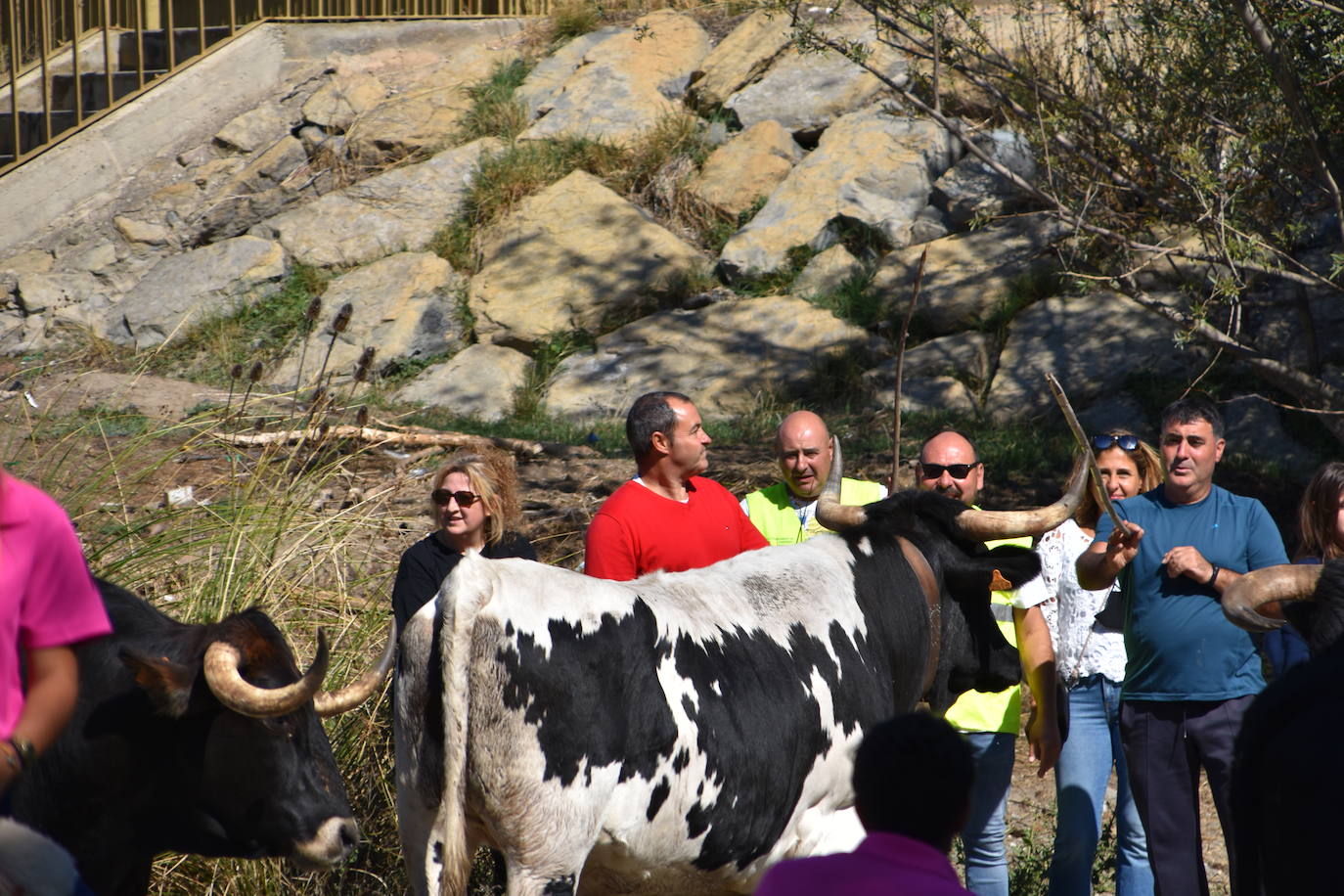 Fotos: La trashumancia se celebra en Rincón de Olivedo