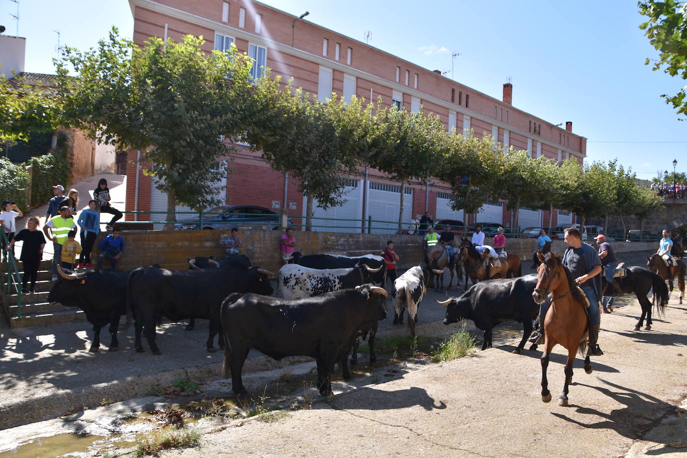 Fotos: La trashumancia se celebra en Rincón de Olivedo