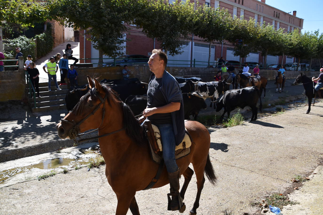 Fotos: La trashumancia se celebra en Rincón de Olivedo