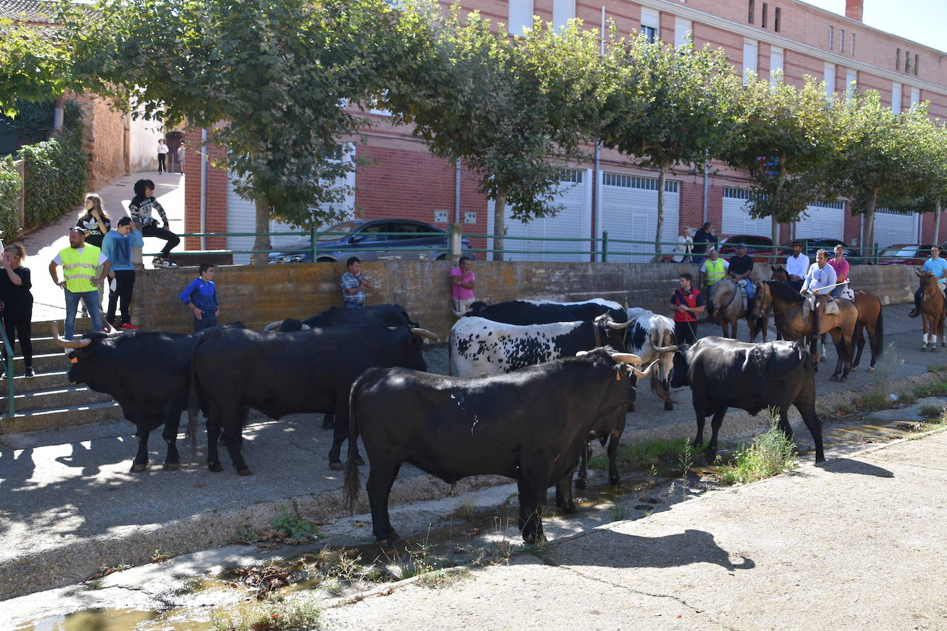 Fotos: La trashumancia se celebra en Rincón de Olivedo