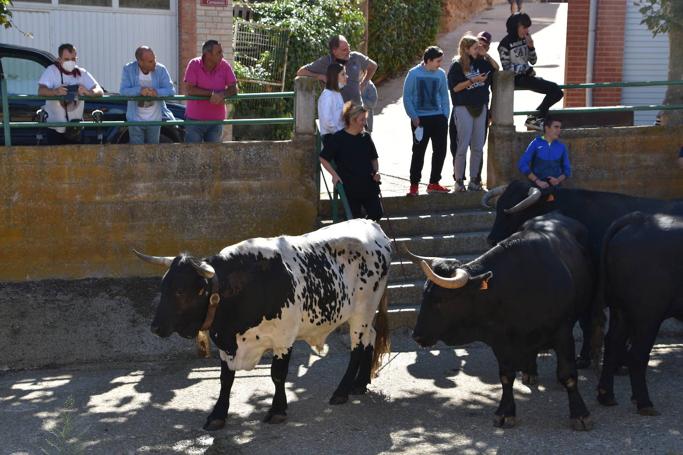 Fotos: La trashumancia se celebra en Rincón de Olivedo