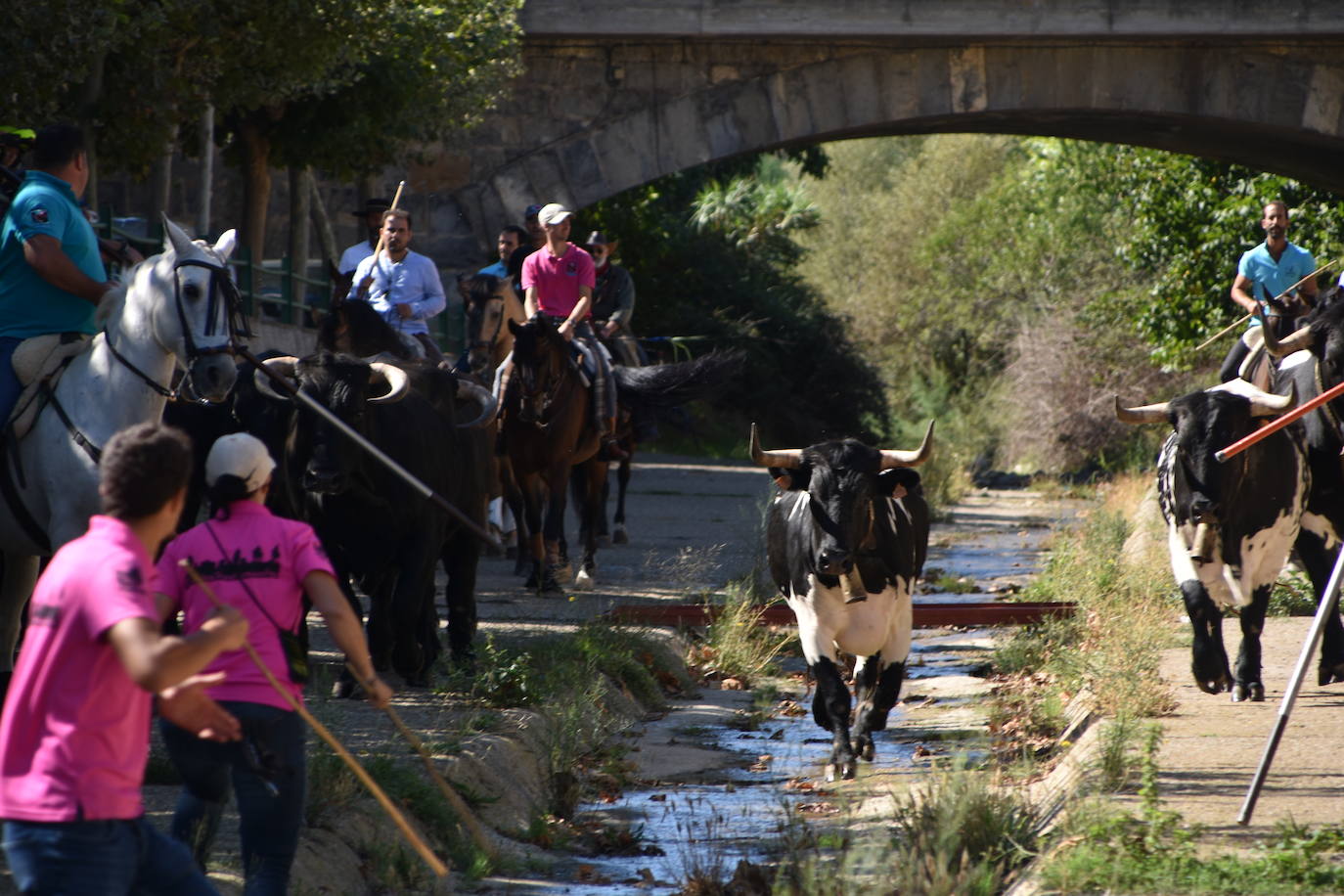 Fotos: La trashumancia se celebra en Rincón de Olivedo