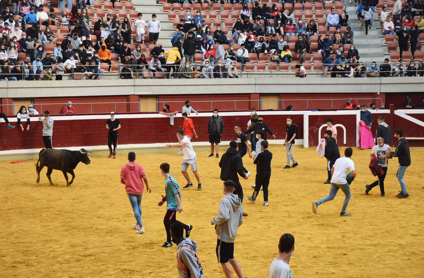 Las vaquillas regresan a Logroño en una suelta limpia y sin heridos