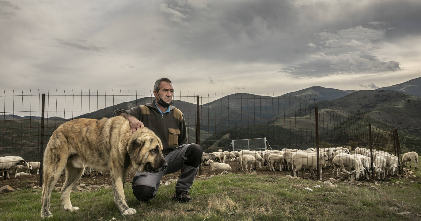 Fotos: Los ataques de lobos obligan a ganaderos riojanos a pasar la noche junto a sus ovejas para protegerlas