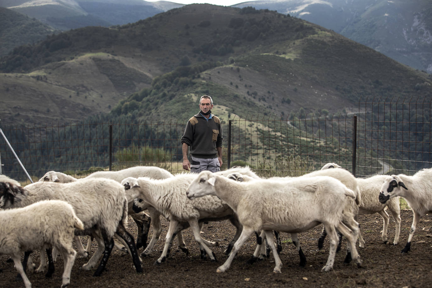 Fotos: Los ataques de lobos obligan a ganaderos riojanos a pasar la noche junto a sus ovejas para protegerlas