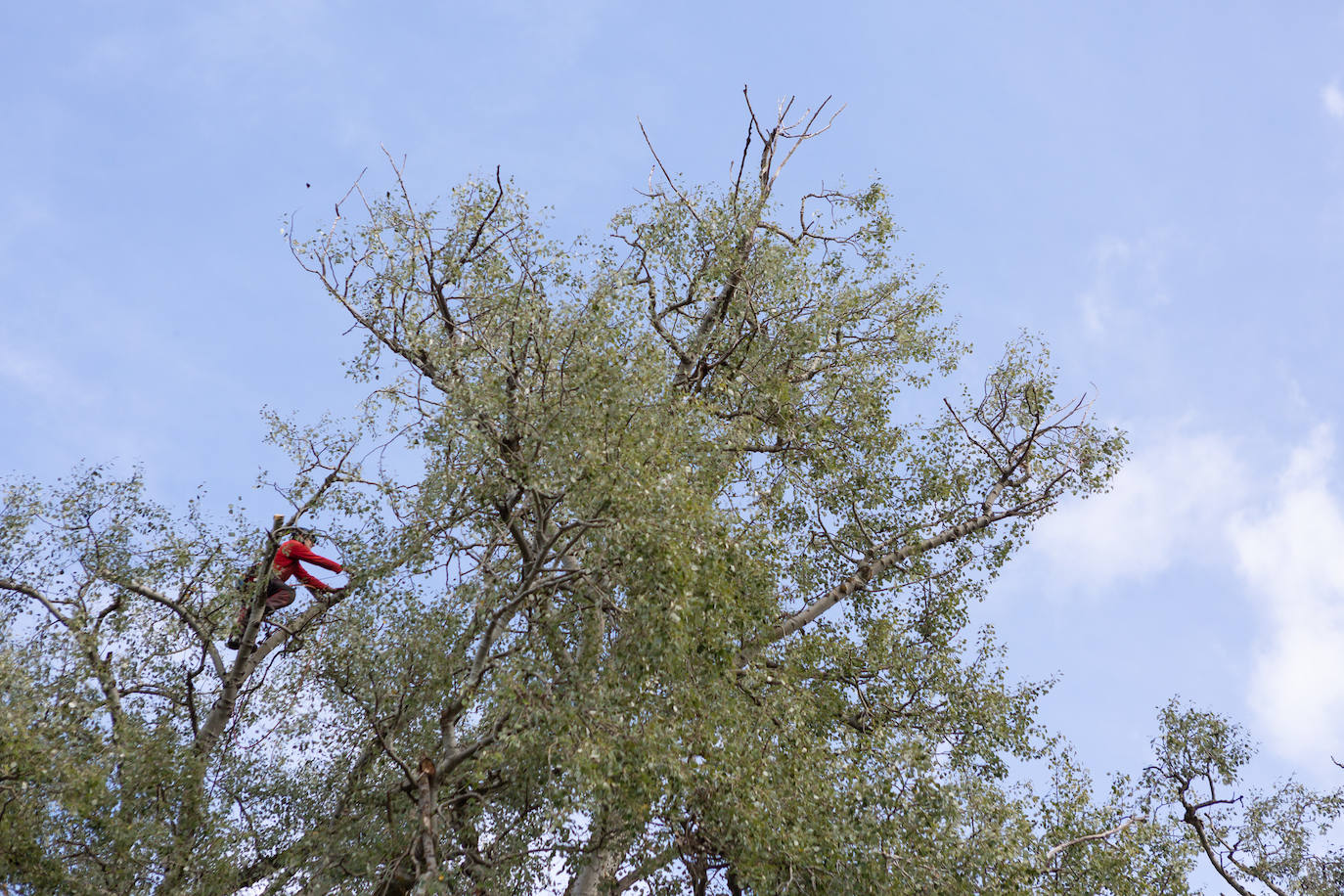 Logroño está saneando una zona arbórea de 1.600 metros cuadrados del parque de La Grajera, delimitada entre el área de asadores, el puente de madera, la pradera que rodea la zona de la cafetería y el Camino de Santiago