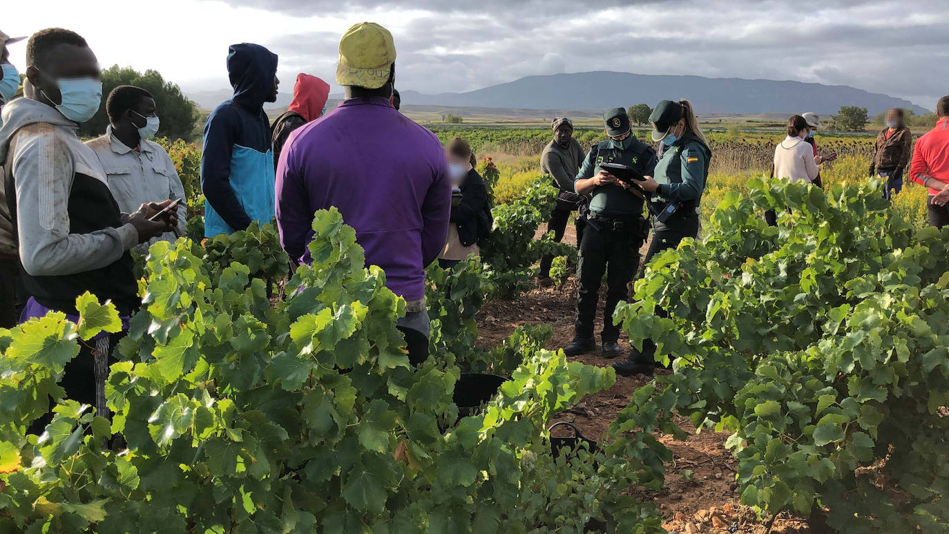 La Guardia Civil en La Rioja intensifica las actuaciones contra la explotación laboral y la trata de personas durante la vendimia.