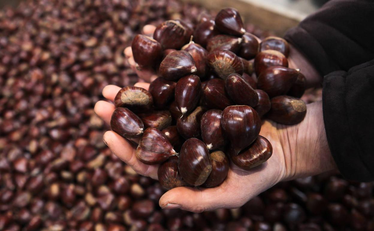 Vuelve el frío, vuelven las castañas