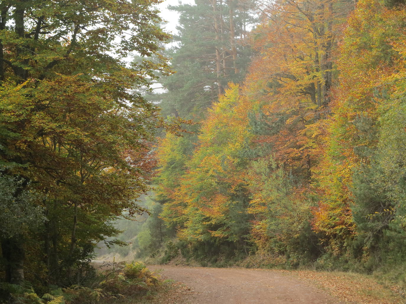 Fotos: El otoño en Los Cameros