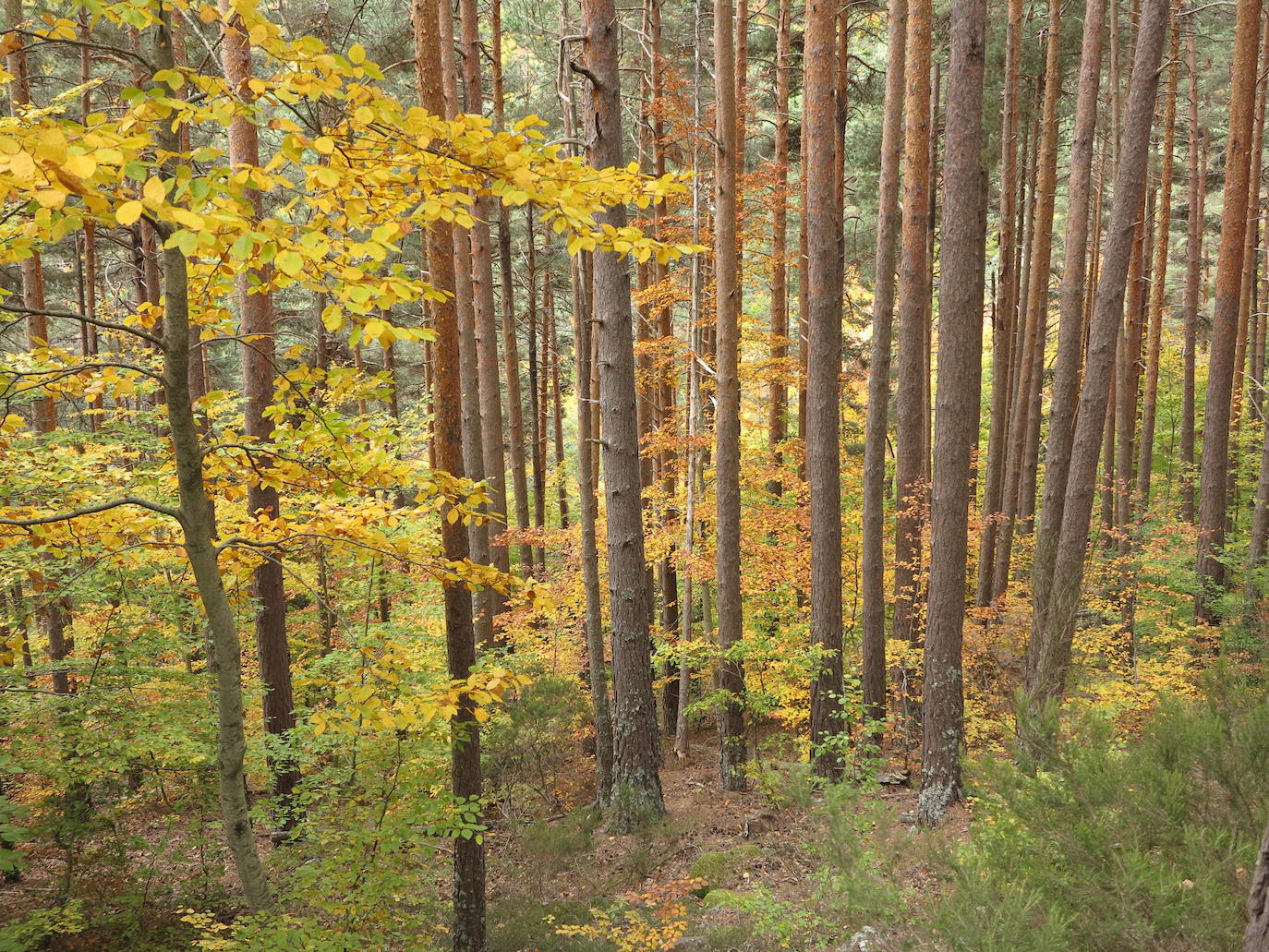 Fotos: El otoño en Los Cameros