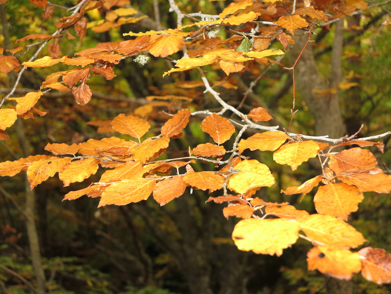 Fotos: El otoño en Los Cameros