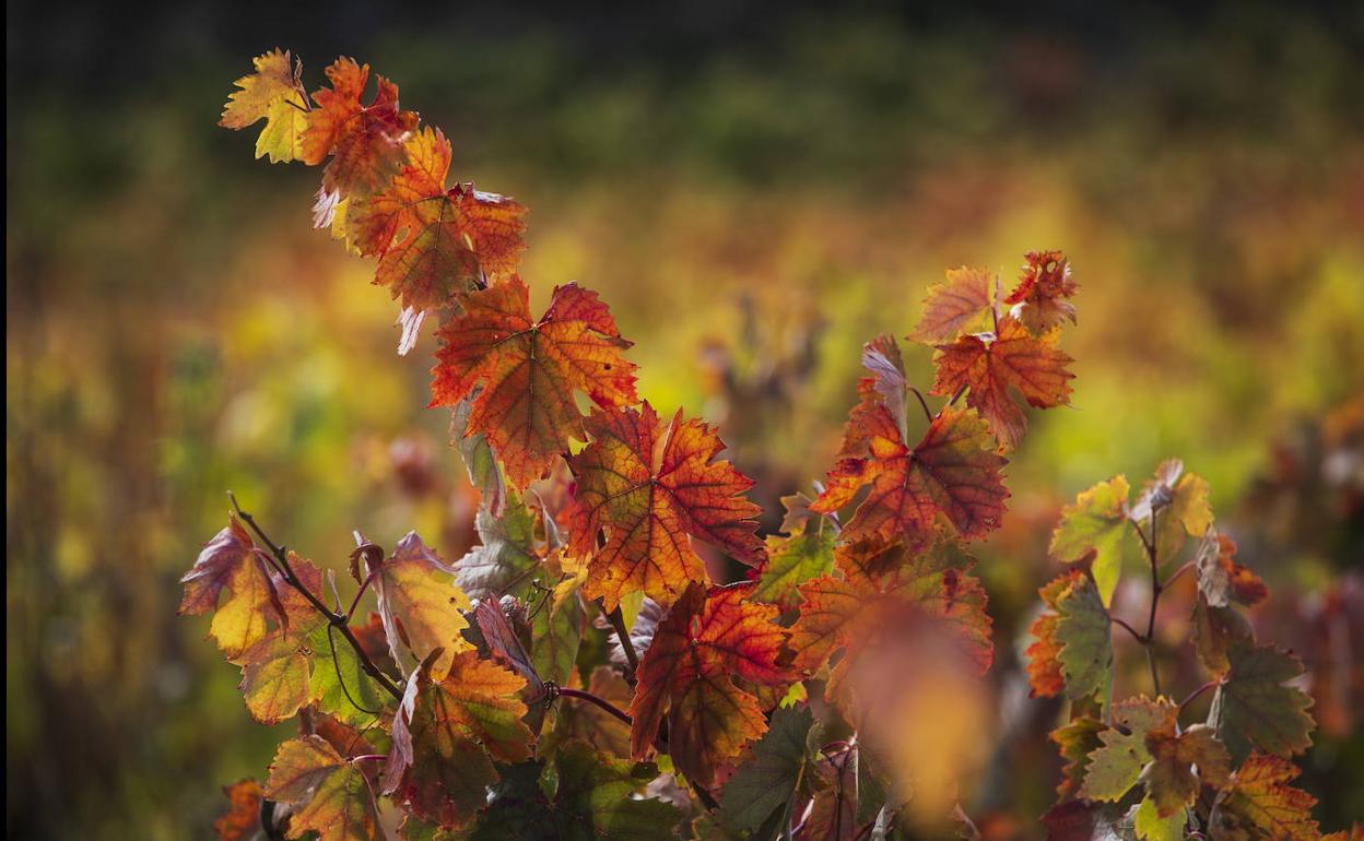 Viña Albina Vendimia Tardía para Navidad