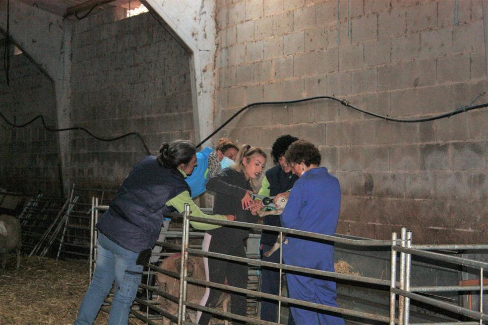 Las veterinarias navarras instruyen a las dos pastoras y una de las voluntarias en las labores de cuidado del rebaño de ovejas. 