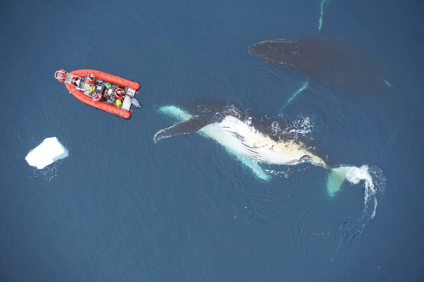 Científicos se acercan en una lancha neumática a una yubarta mientras un dron filma cerca de la Península Antártica Occidental.