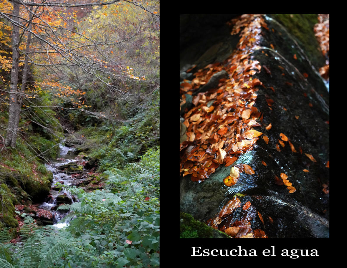 Fotos: Paseo otoñal por los bosques de La Rioja