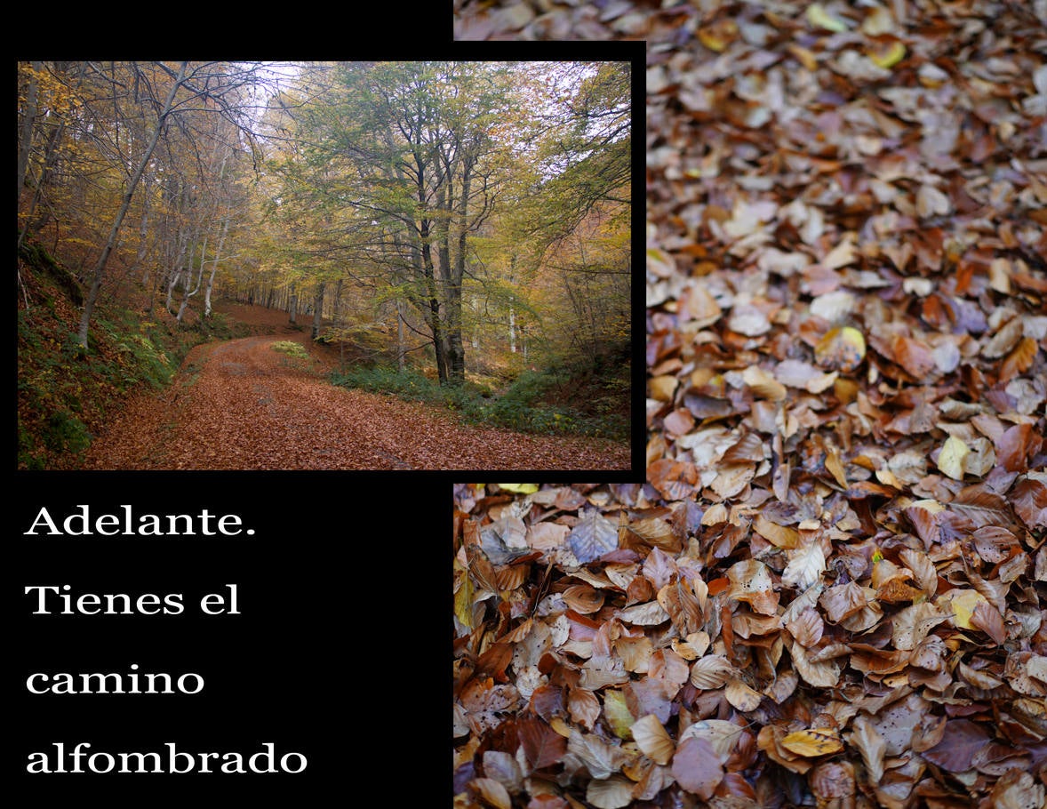 Fotos: Paseo otoñal por los bosques de La Rioja