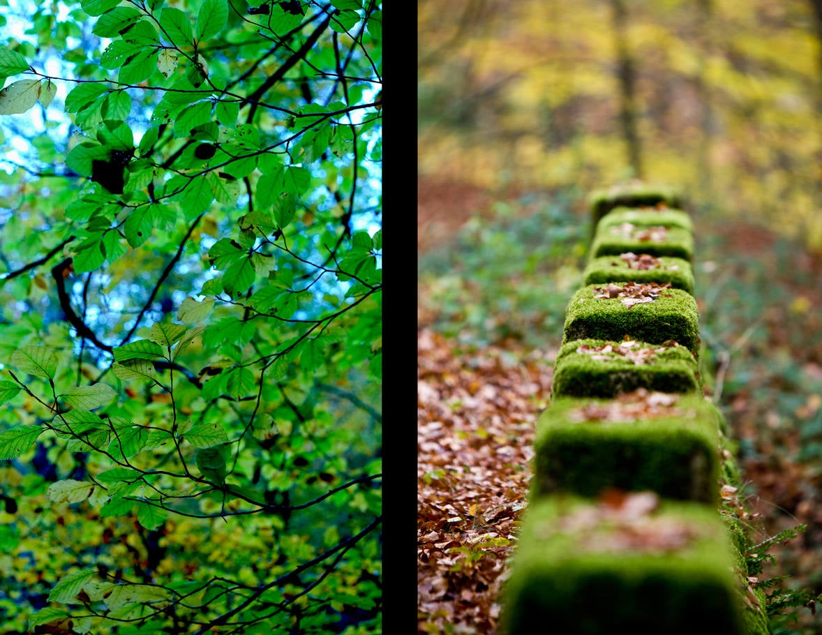 Fotos: Paseo otoñal por los bosques de La Rioja