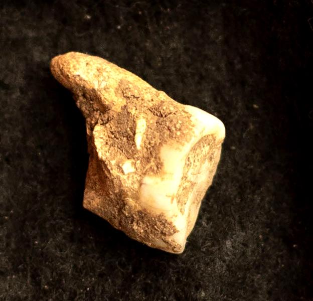 El molar encontrado en el nivel 20C de la la cueva de El Castillo