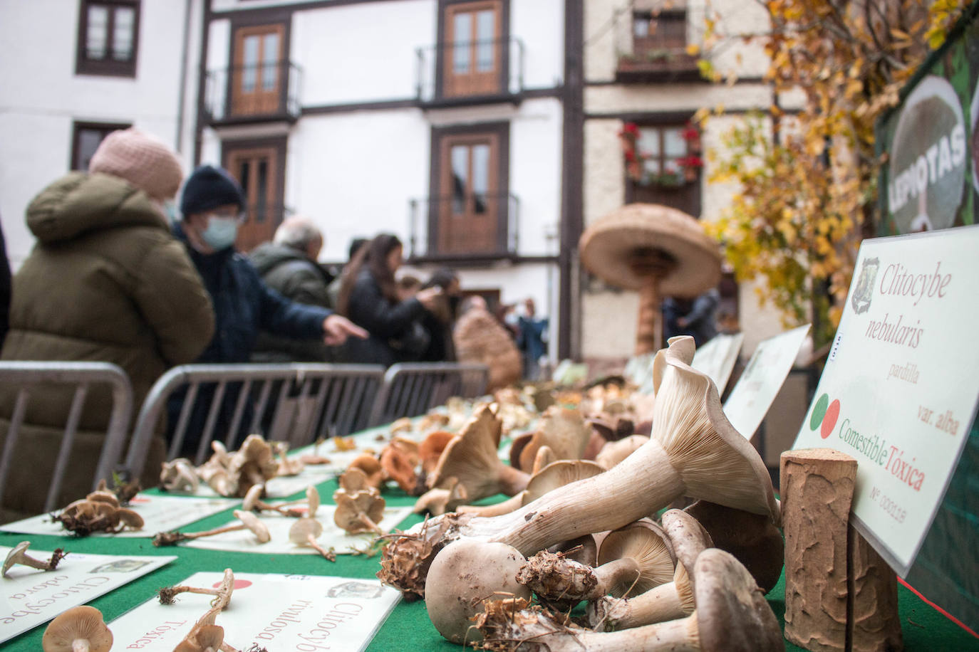 Fotos: Las jornadas micológicas de Ezcaray, en imágenes