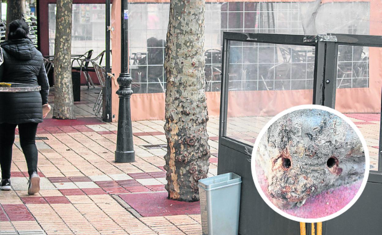 El árbol taladrado y, en el círculo, detalle de los agujeros. 