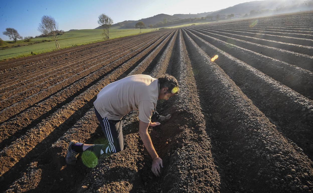 Un agricultor en un campo de Álava. 