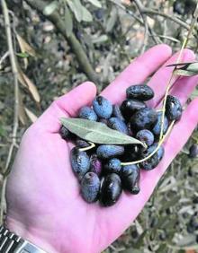 Imagen secundaria 2 - Las ramas están estos días repletas de aceitunas. 