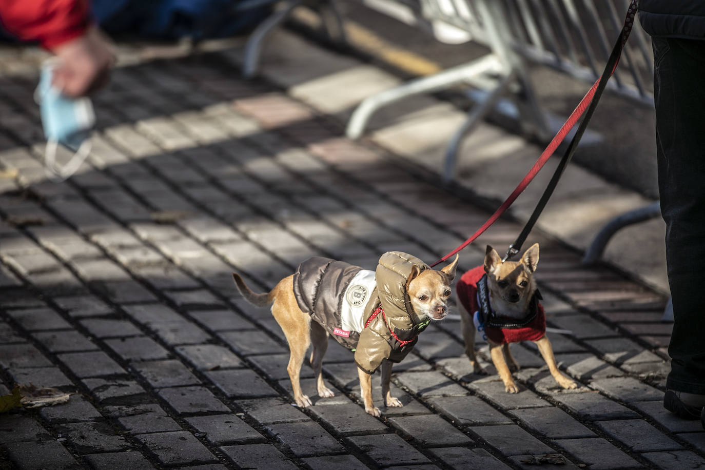 Fotos: La llegada a la meta en la Media Maratón de La Rioja