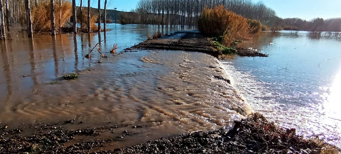 Los cultivos junto al camino del caballon del Ebro en Calahorra