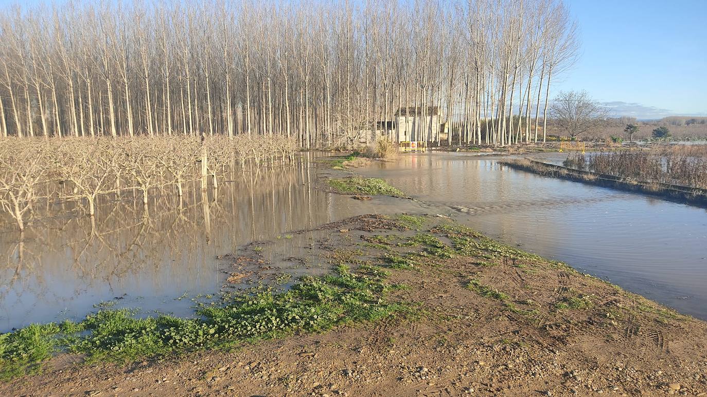 Los cultivos junto al camino del caballon del Ebro en Calahorra