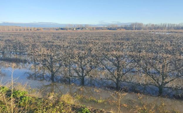 Imagen de los campos cercanos al río Ebro, ayer, en Alfaro