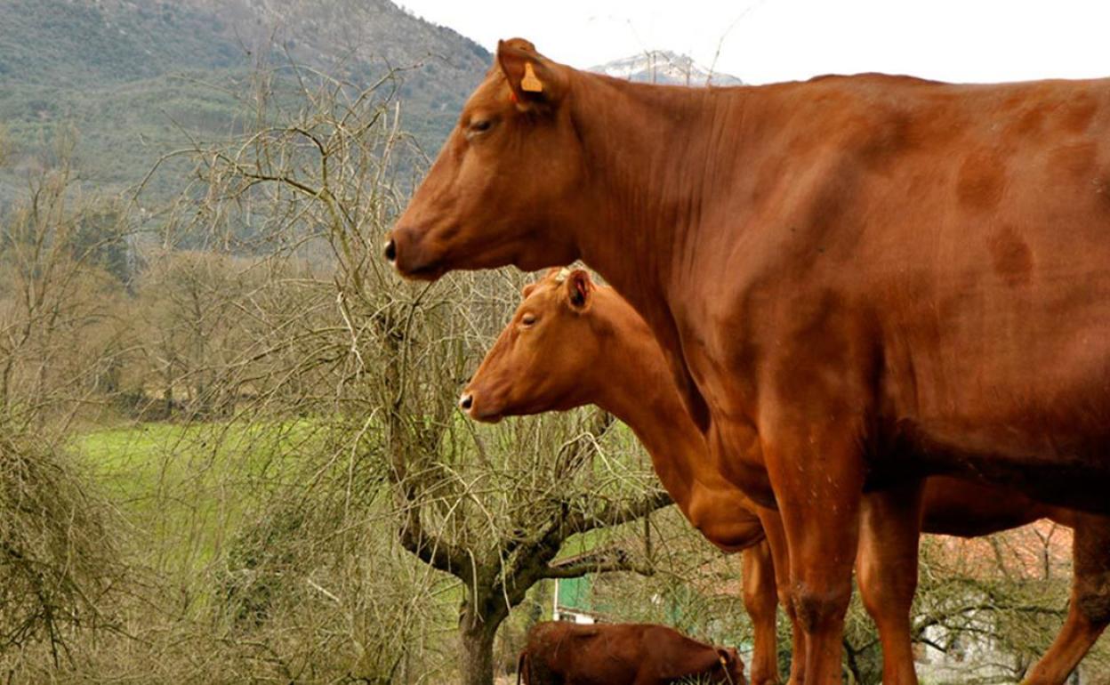 ¿Lo contrario a macrogranja? Ganadería regenerativa