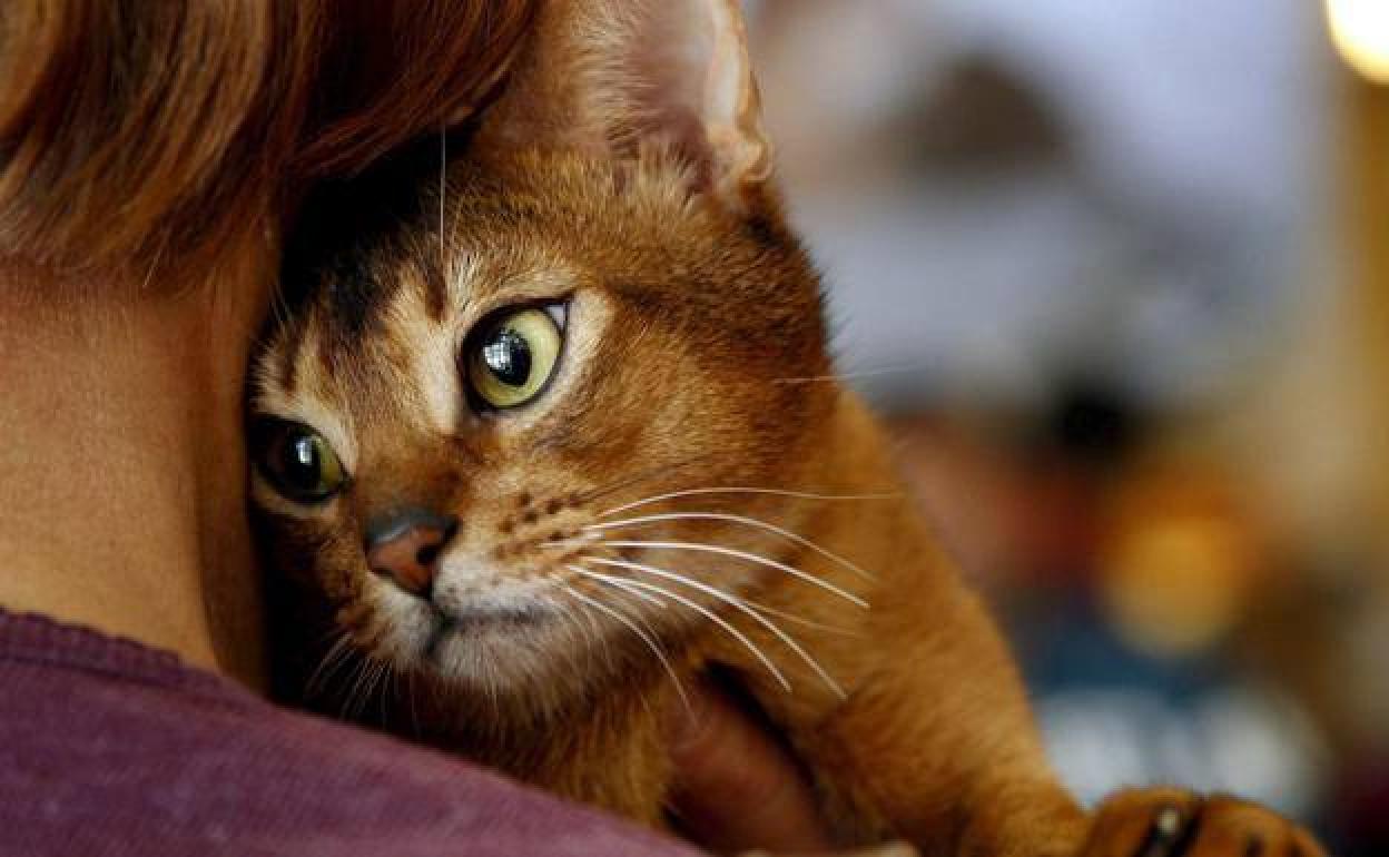 ¿Por qué no es bueno dormir con tu gato?