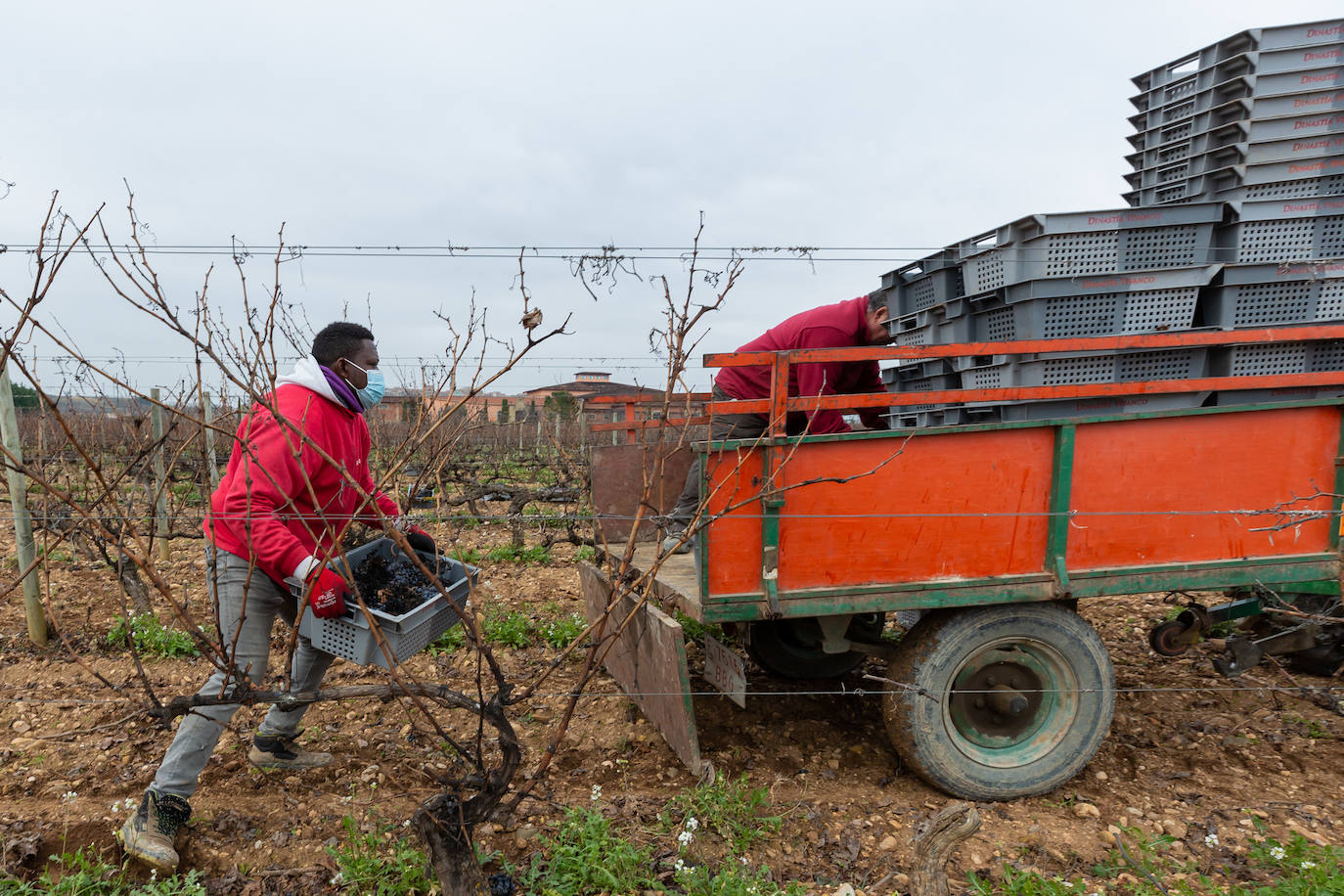 Se elaborará un vino dulce formado por el proceso de podredumbre noble 'a la riojana'