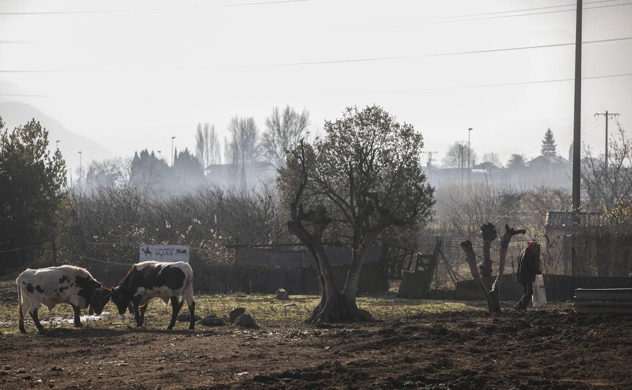 Ganadería Carlos Lumbreras. Dos reses, ayer en una de las explotaciones que el Ayuntamiento de Lardero ha ordenado cerrar. 