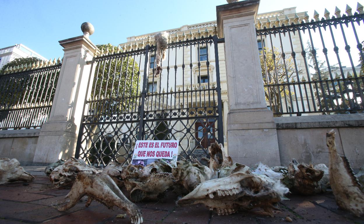 Restos de ovejas ante el Palacete del Gobierno riojano, el miércoles. 