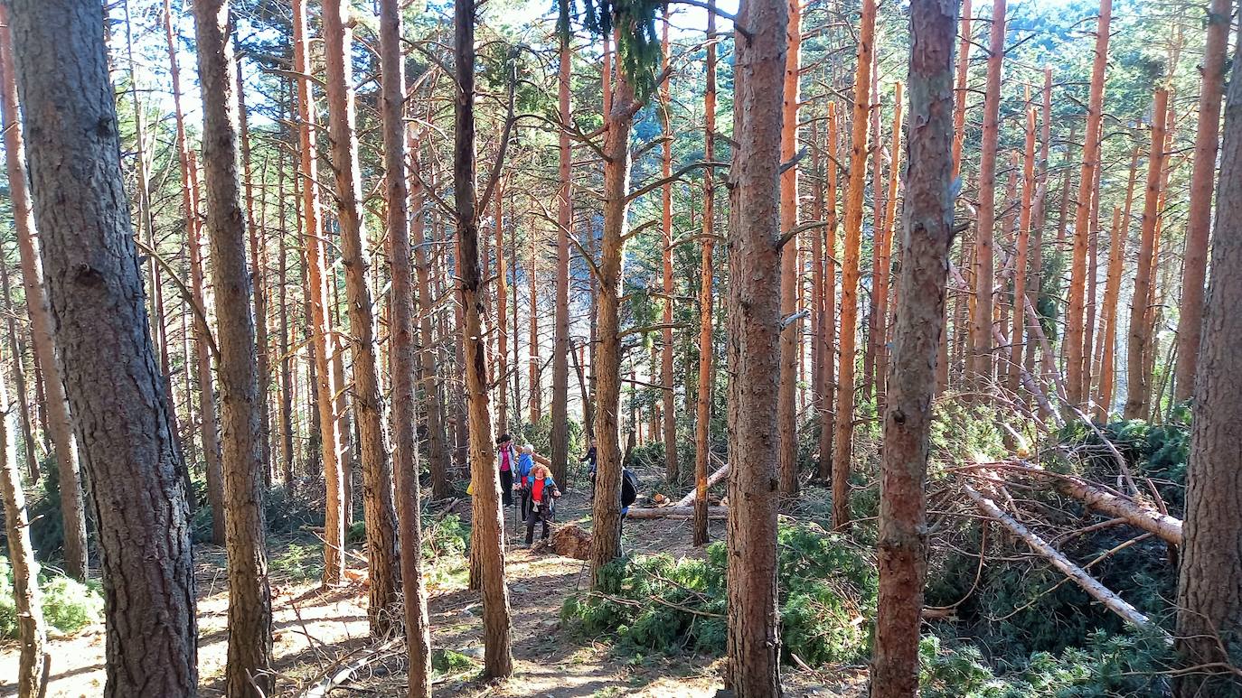 Fotos: Senderismo entre barrancos, pinos, robles y hayas