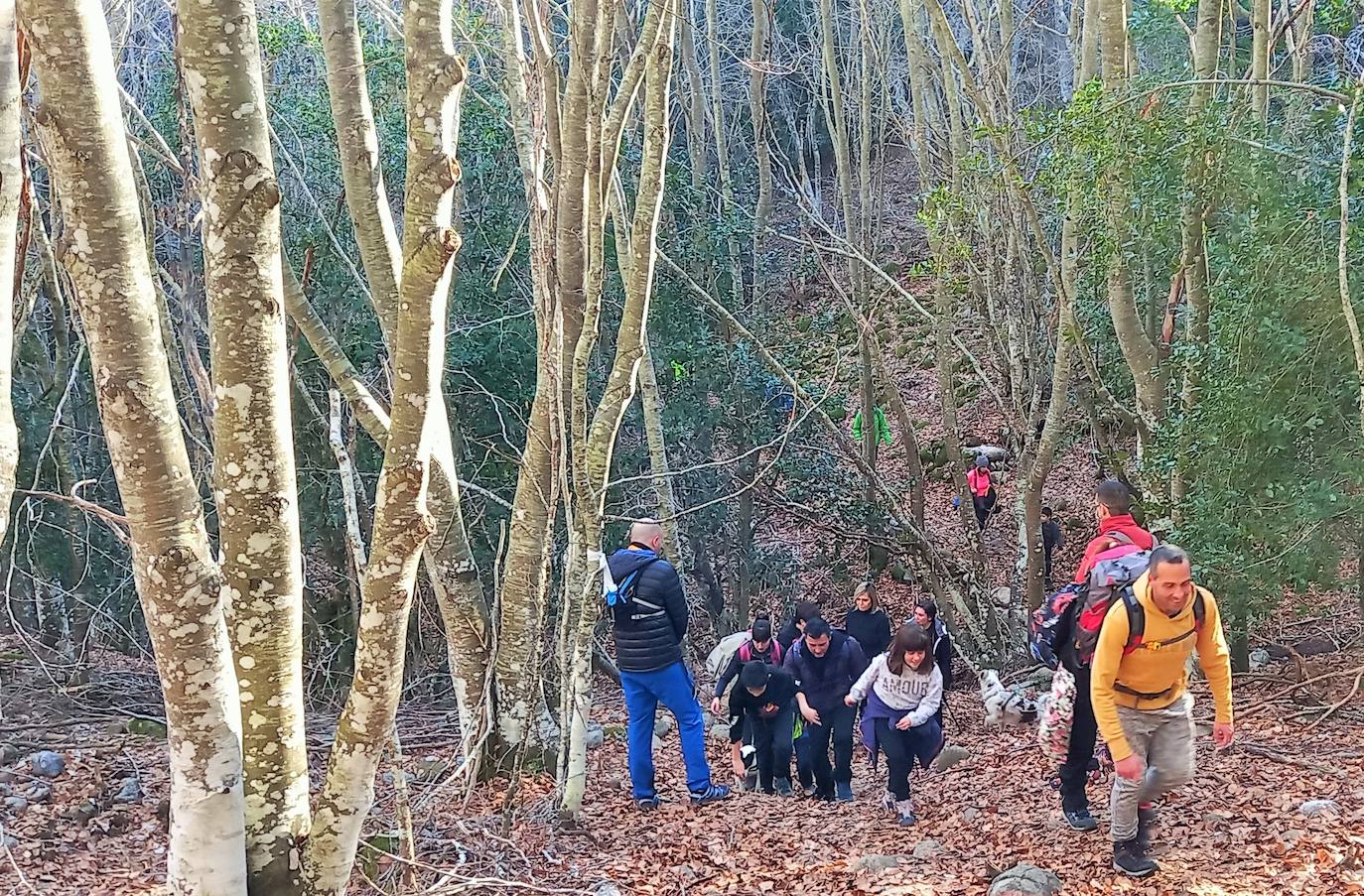 Fotos: Senderismo entre barrancos, pinos, robles y hayas