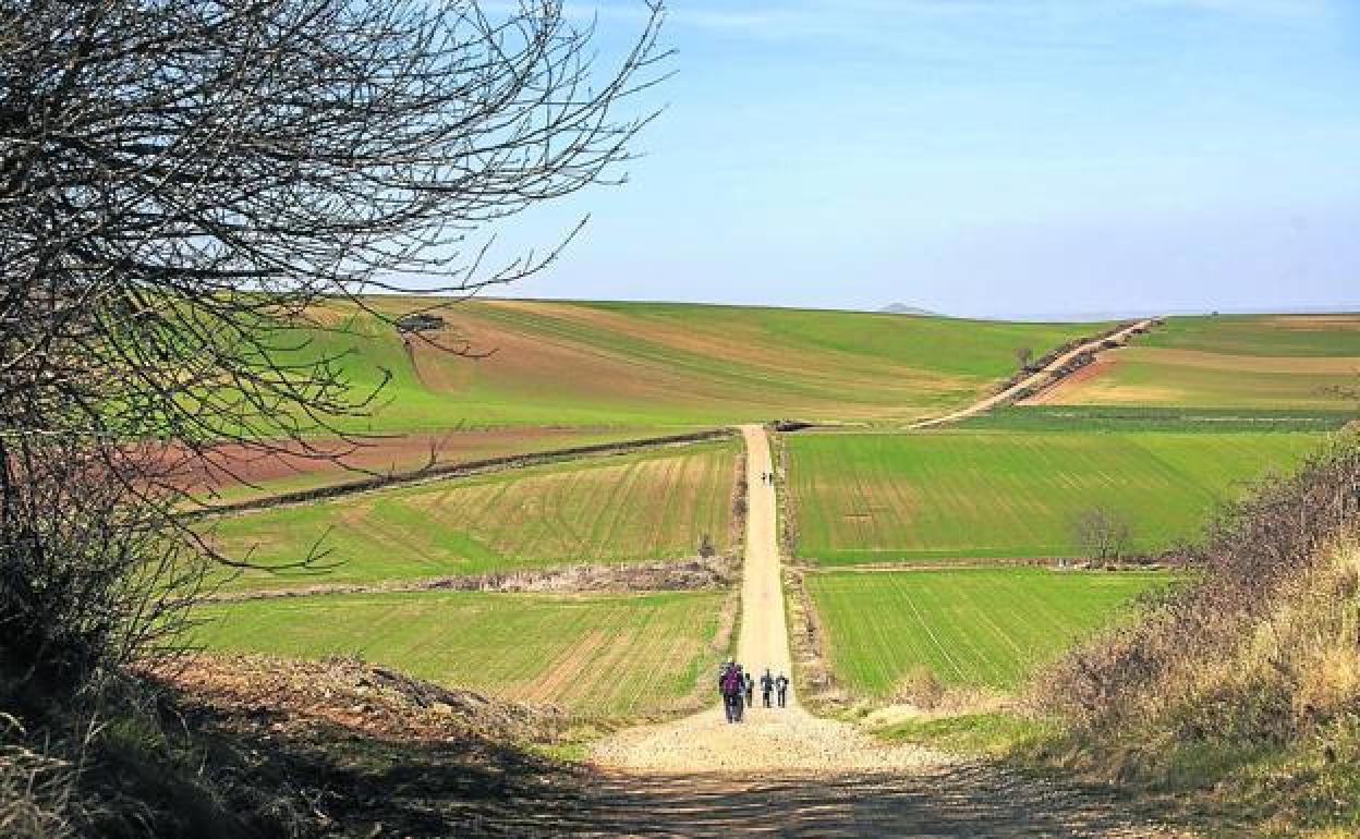 La humedad del subsuelo ha permitido brotar el cereal sembrado en la zona de Santo Domingo 