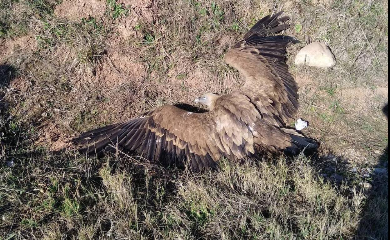 «Agonía y muerte» de un buitre leonado