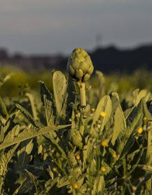 Imagen secundaria 2 - El humedal de la Degollada y los sotos del Cidacos, temática de Concurso Fotográfico de Naturaleza &#039;Ciudad de Calahorra&#039;