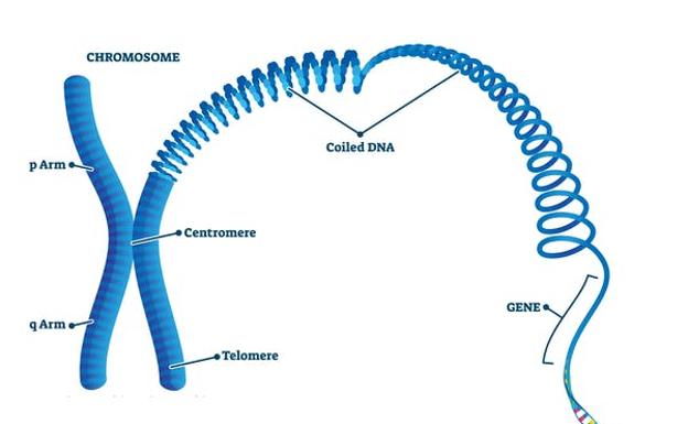 El material genético está formado por ADN empaquetado estrechamente en cromosomas. Solo algunas regiones del genoma contienen genes que codifican proteínas. 