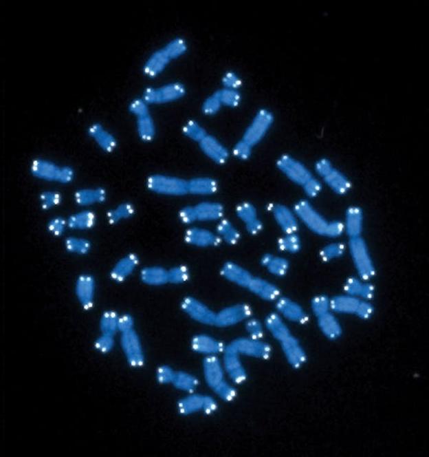 El ADN satélite tiende a agruparse hacia los extremos de los cromosomas en sus telómeros. Aquí, 46 cromosomas humanos están coloreados en azul, con telómeros blancos.