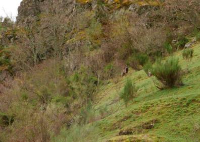 Imagen secundaria 1 - El lobo se deja ver en las Viniegras