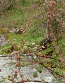Imagen secundaria 2 - El lobo se deja ver en las Viniegras