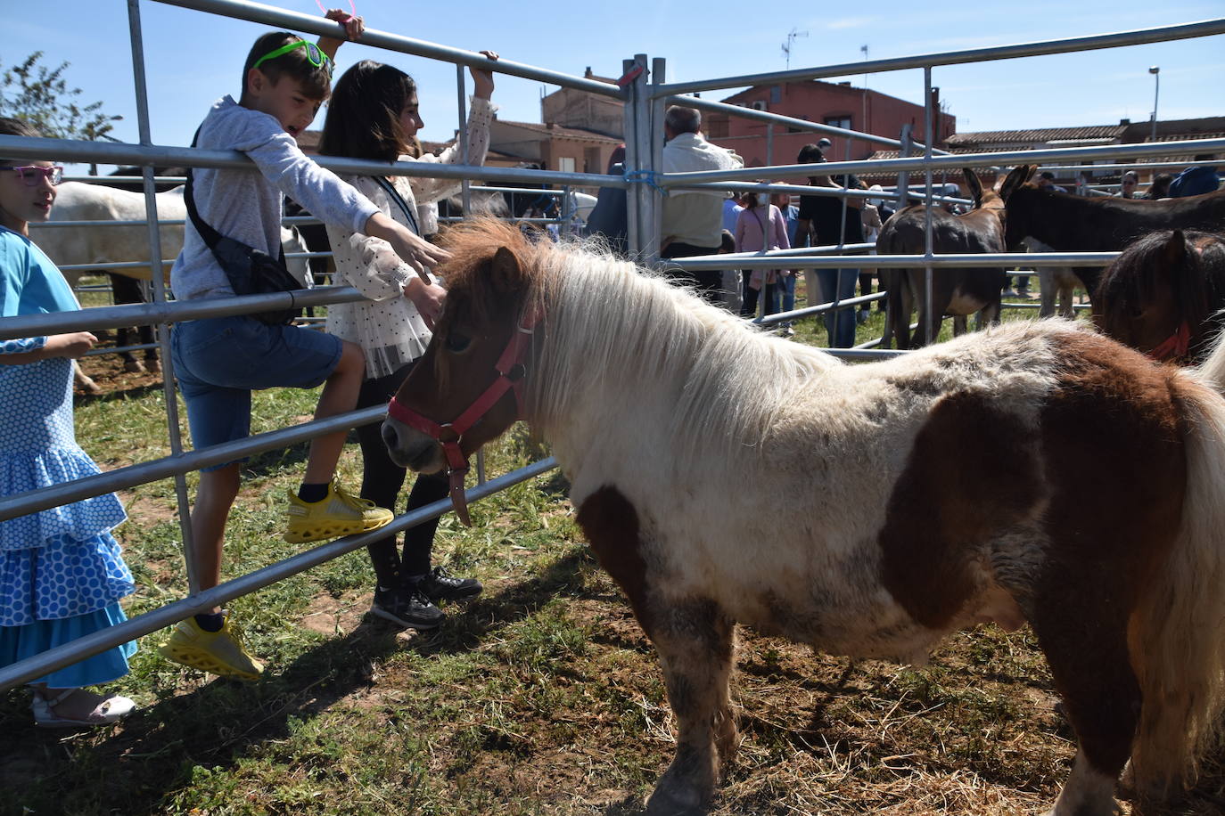 Fotos: Feria del ganado equino en Rincón de Soto