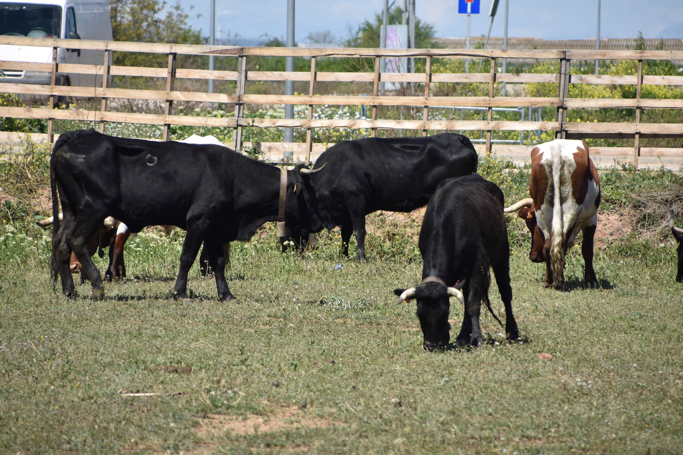 Fotos: Feria del ganado equino en Rincón de Soto